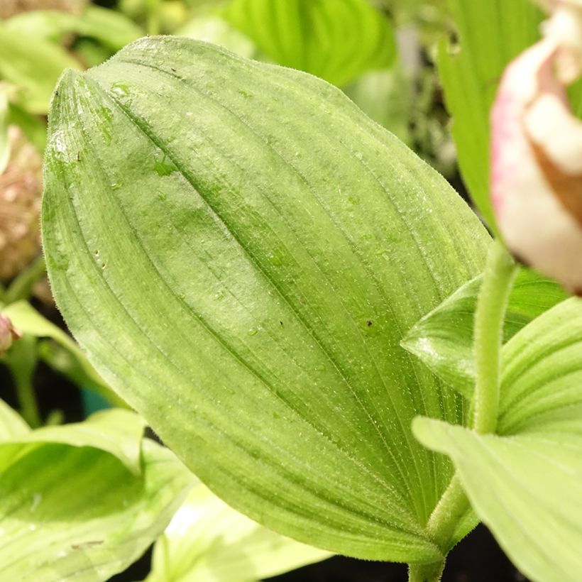 Cypripedium Pinkepank - Frauenschuh (Laub)