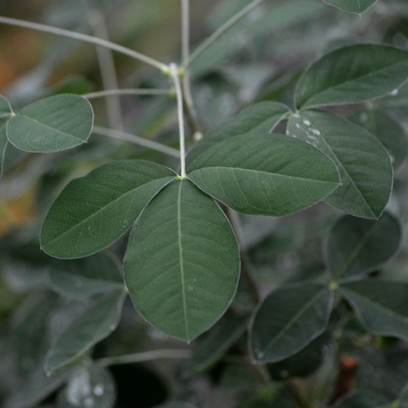 Laburnum anagyroides - Gewöhnlicher Goldregen (Laub)