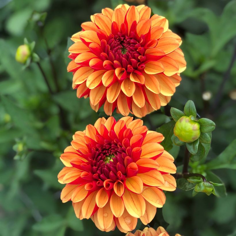 Pompon-Dahlie American Sunset (Blüte)