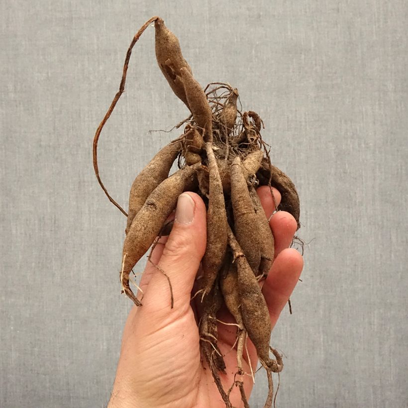 Exemplar von Dekorative Dahlie Milena Fleur wie im Frühjahr geliefert