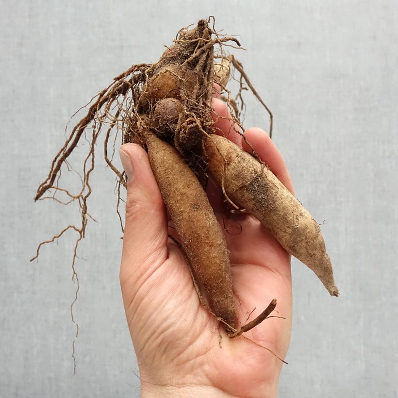 Exemplar von Dahlia collerette Alstergruss Bulbe wie im Frühjahr geliefert