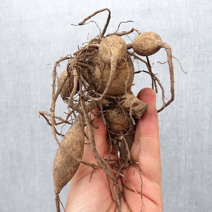 Exemplar von Dahlia géant Café au Lait rosé Bulbe wie im Frühjahr geliefert