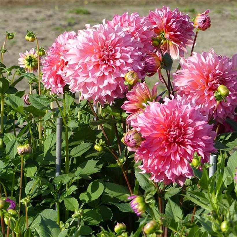 Riesenblütige Dahlie Islander (Hafen)