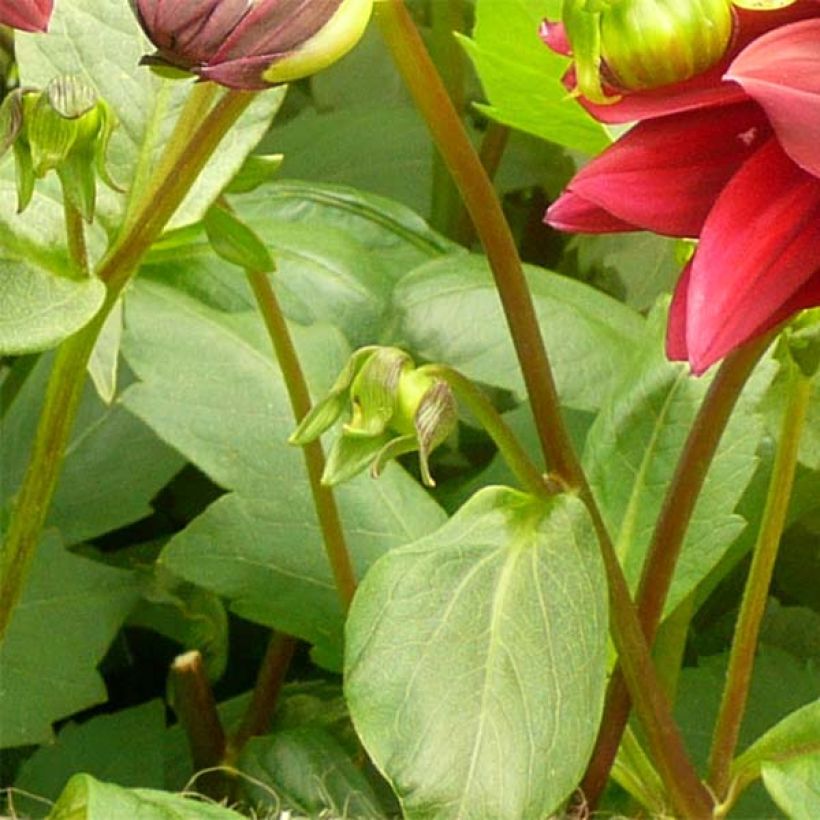 Riesenblütige Dahlie Sam Hopkins (Laub)