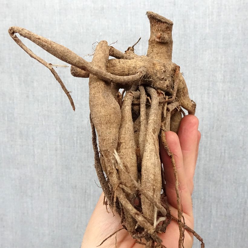 Exemplar von Dahlia paysage Schippers Bronze en bulbe wie im Frühjahr geliefert