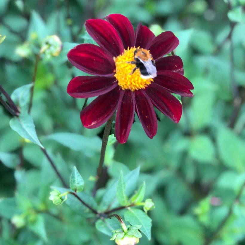 Ungefüllte Dahlien Still Going Strong (Blüte)