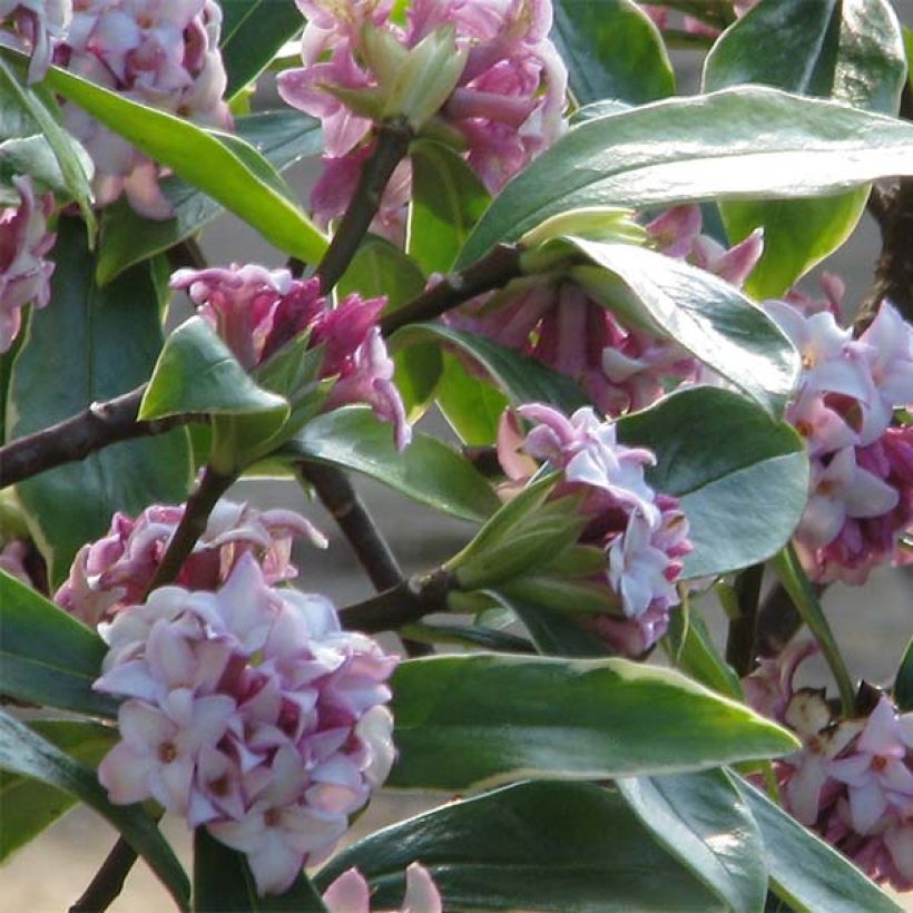 Seidelbast Aureomarginata - Daphne odora (Blüte)