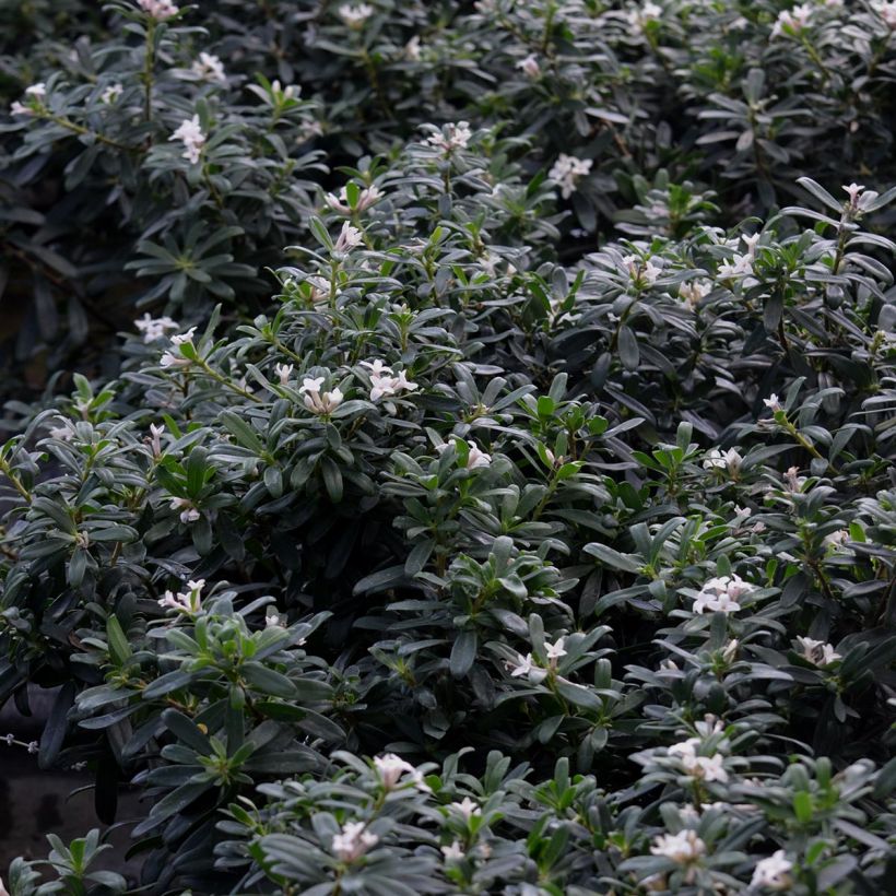 Seidelbast Eternal Fragrance - Daphne transatlantica (Laub)