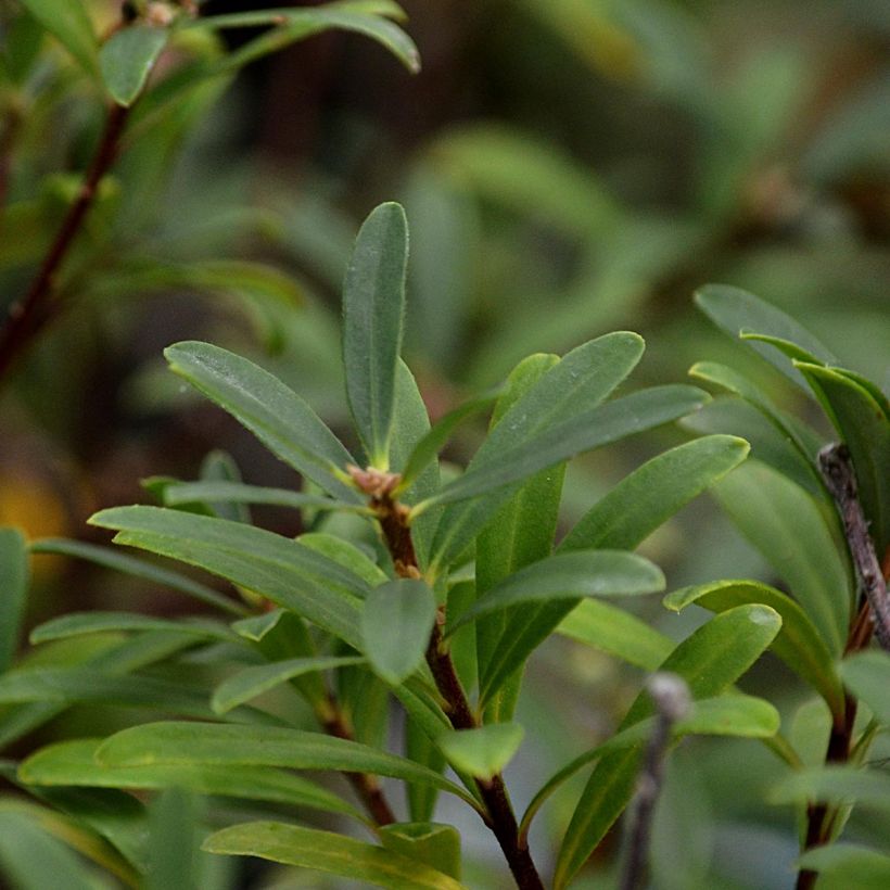 Seidelbast Pink Fragrance - Daphne transatlantica (Laub)