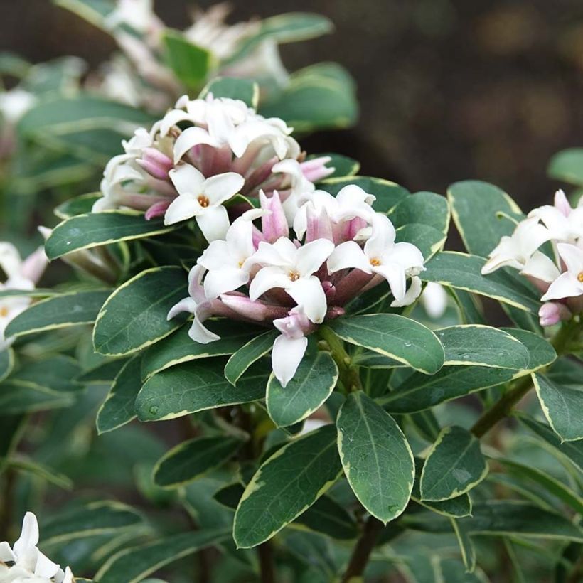 Seidelbast Summer Ice - Daphne transatlantica (Blüte)