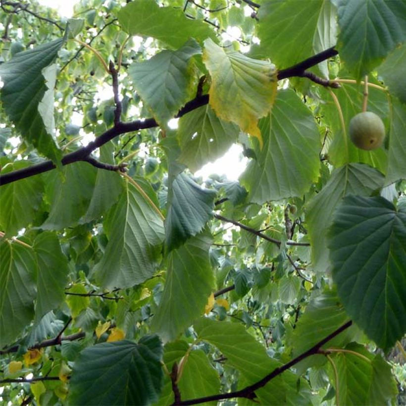 Davidia involucrata var. vilmoriniana - Taschentuchbaum (Laub)