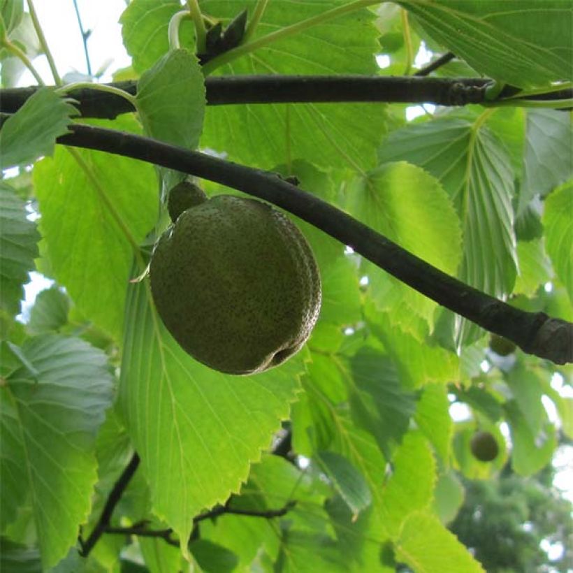 Davidia involucrata var. vilmoriniana - Taschentuchbaum (Ernte)