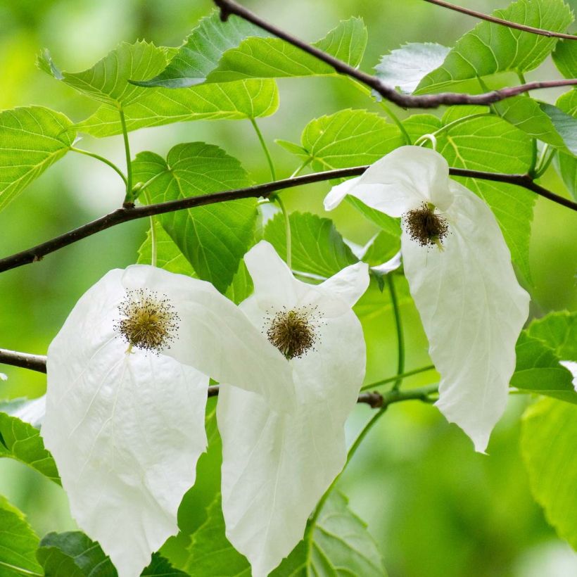 Davidia involucrata - Taschentuchbaum (Blüte)