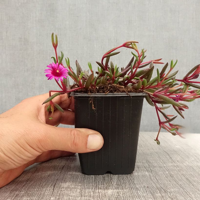 Exemplar von Delosperma Desert Dancers Purple wie im Sommer geliefert