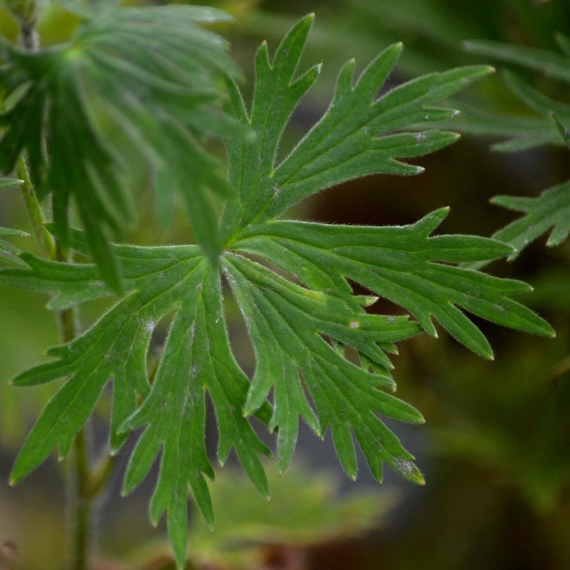 Delphinium belladona Bellamosum - Garten-Rittersporn (Laub)