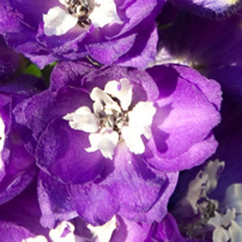 Pacific-Rittersporn King Arthur - Delphinium (Blüte)