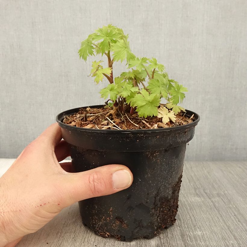 Exemplar von Delphinium Pacific Astolat - Pied d'Alouette vivace en pot de 2L/3L wie im Frühjahr geliefert