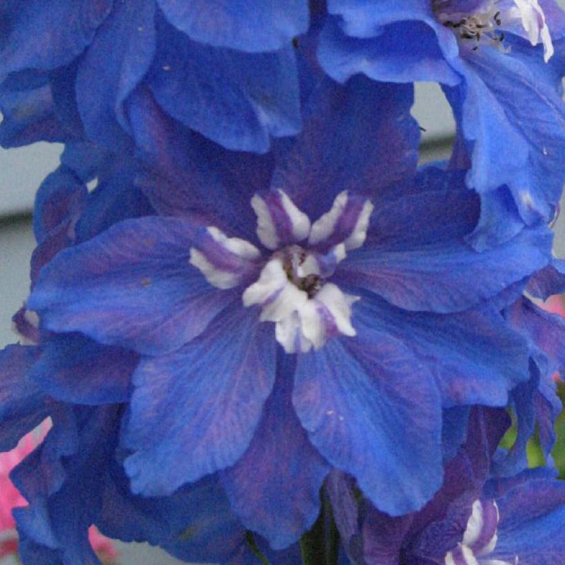 Pacific-Rittersporn Blue Biird - Delphinium (Blüte)