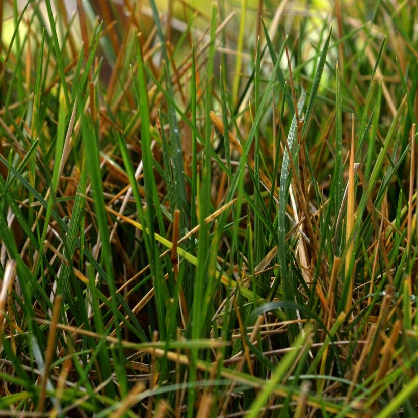 Rasen-Schmiele - Deschampsia caespitosa (Laub)