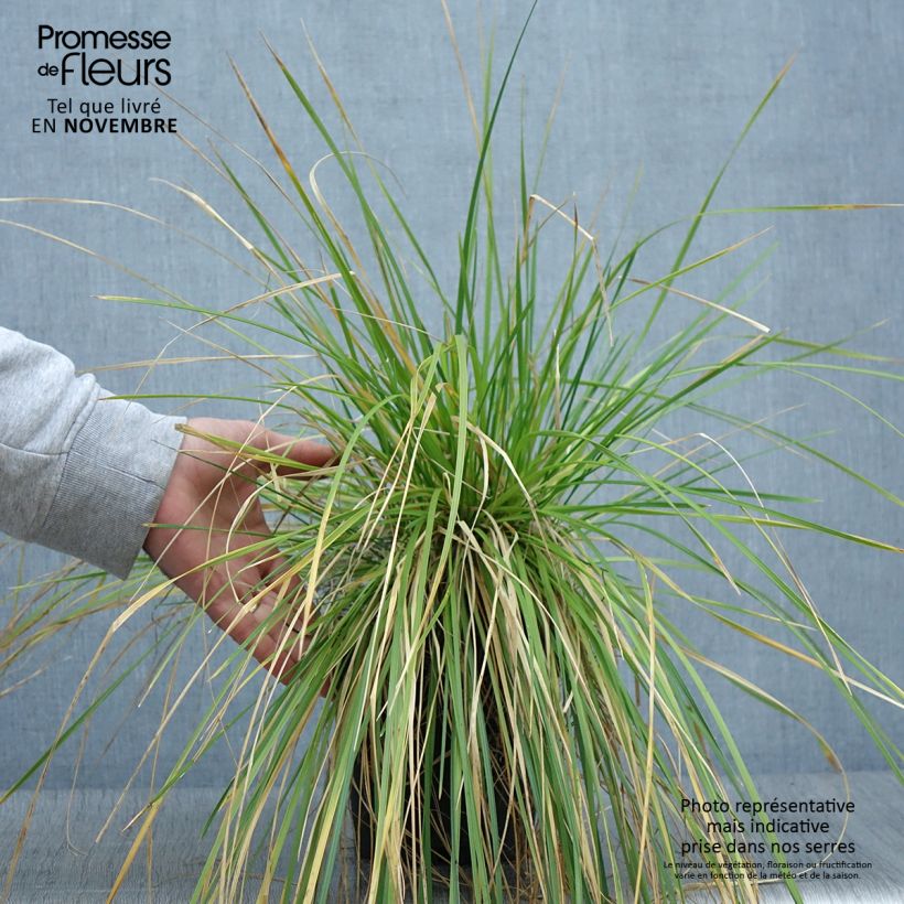 Exemplar von Deschampsia cespitosa - Canche cespiteuse en pot de 2/3L wie im Herbst geliefert