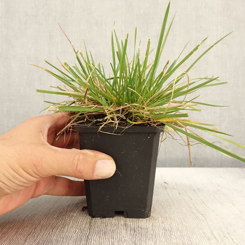 Exemplar von Deschampsia cespitosa Goldschleier - Canche cespiteuse en godet de 9 cm wie im Herbst geliefert