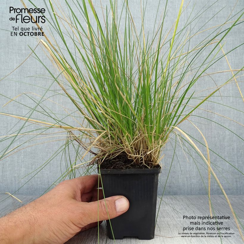 Exemplar von Deschampsia cespitosa Goldtau - Canche cespiteuse en godet de 9 cm wie im Herbst geliefert