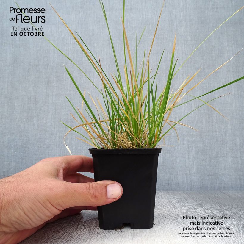 Exemplar von Deschampsia cespitosa Palava - Canche cespiteuse Godet de 9cm wie im Herbst geliefert