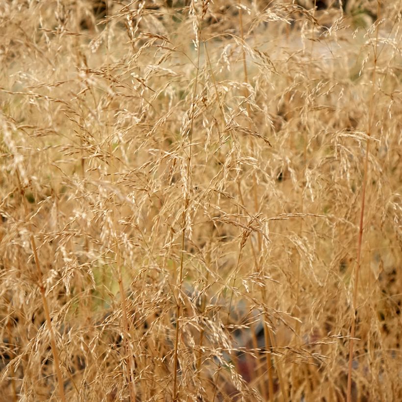 Rasen-Schmiele Palava - Deschampsia caespitosa (Laub)