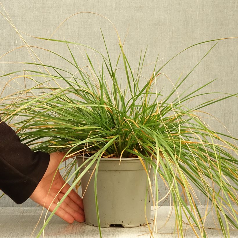 Exemplar von Deschampsia cespitosa Palava - Canche cespiteuse - Pot de 3L/4L wie im Herbst geliefert