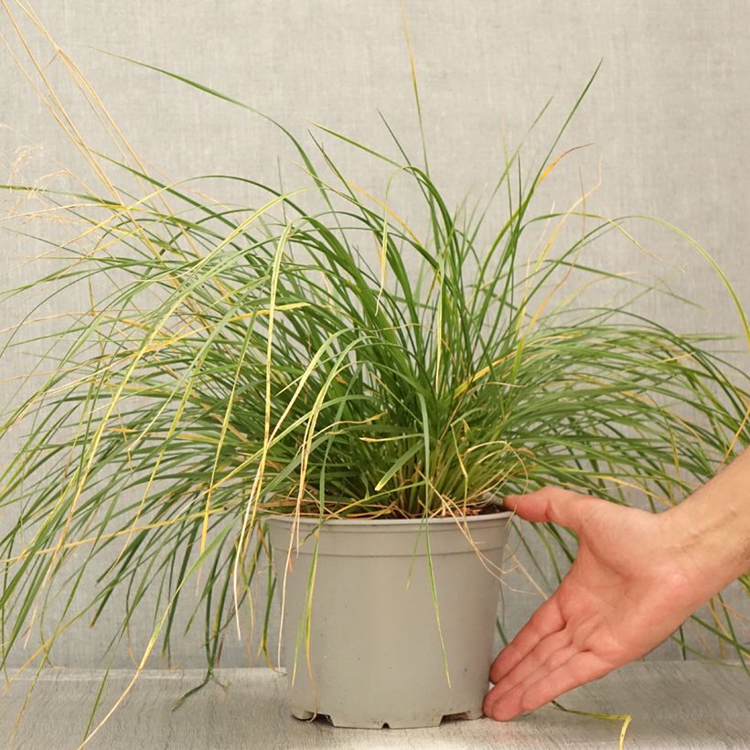 Exemplar von Deschampsia cespitosa Palava - Canche cespiteuse - Pot de 3L/4L wie im Sommer geliefert