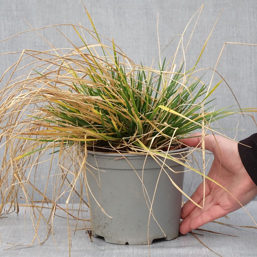 Exemplar von Rasen-Schmiele Palava - Deschampsia caespitosa Topf mit 3L/4L wie im Winter geliefert