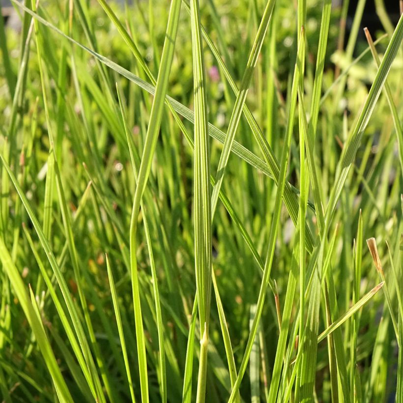 Rasen-Schmiele Pixie Fountain - Deschampsia caespitosa (Laub)