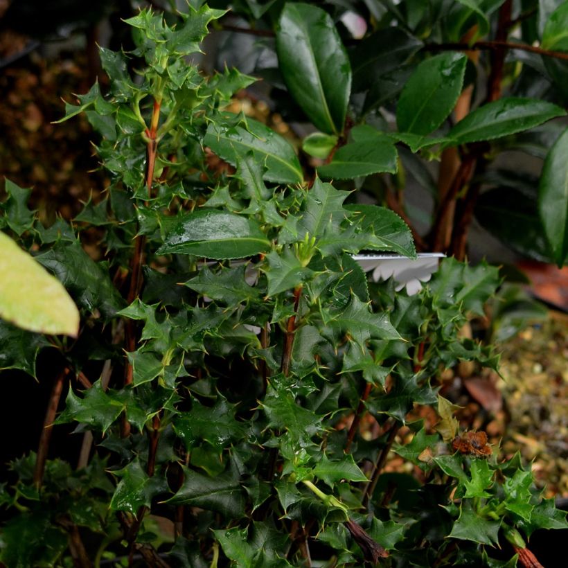 Desfontainia spinosa - Desfontainie (Laub)