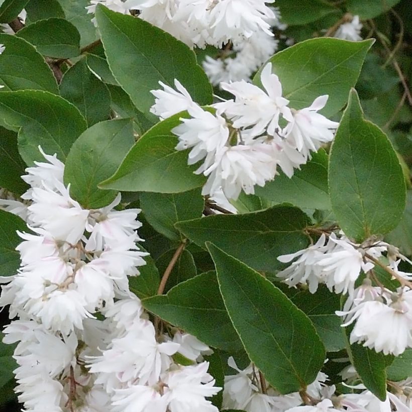 Deutzia crenata Pride of Rochester - Scharfe Deutzie (Laub)