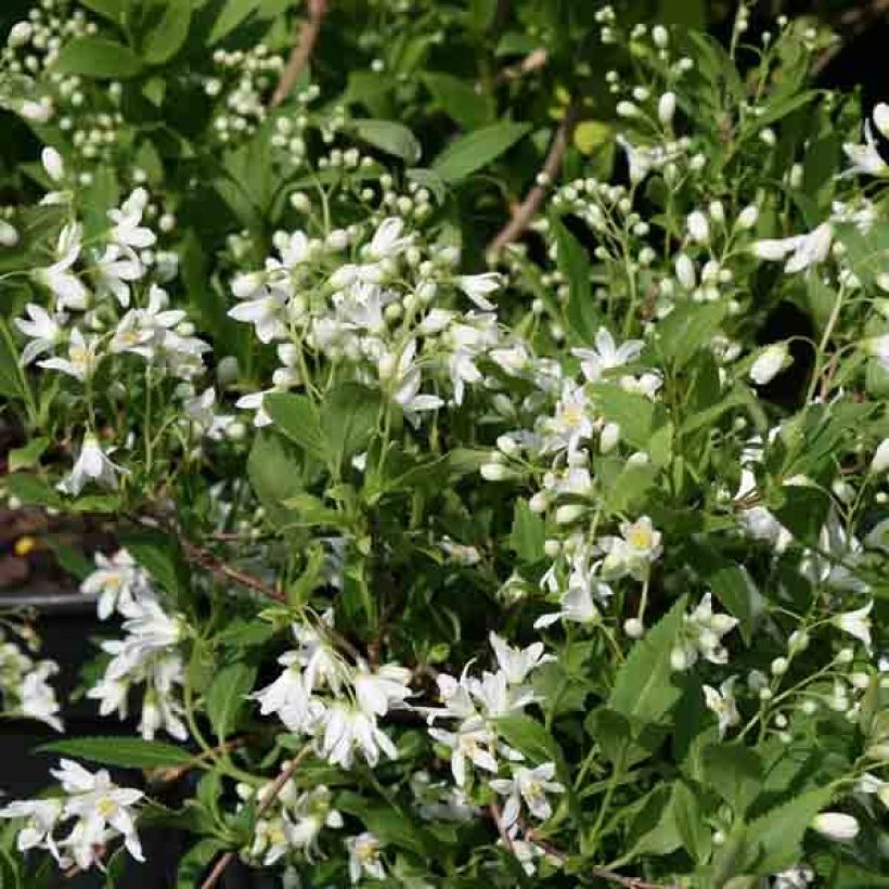 Deutzia gracilis Nikko - Zierliche Deutzie (Blüte)