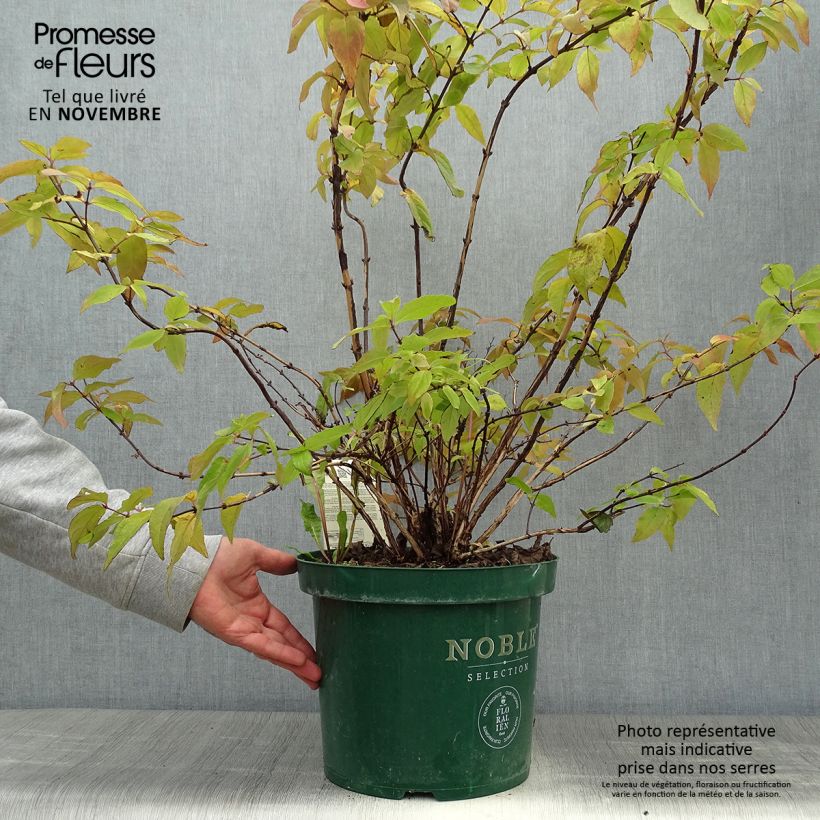 Exemplar von Deutzia hybride Raspberry Sundae - Deutzie en pot de 7,5l/10l wie im Herbst geliefert