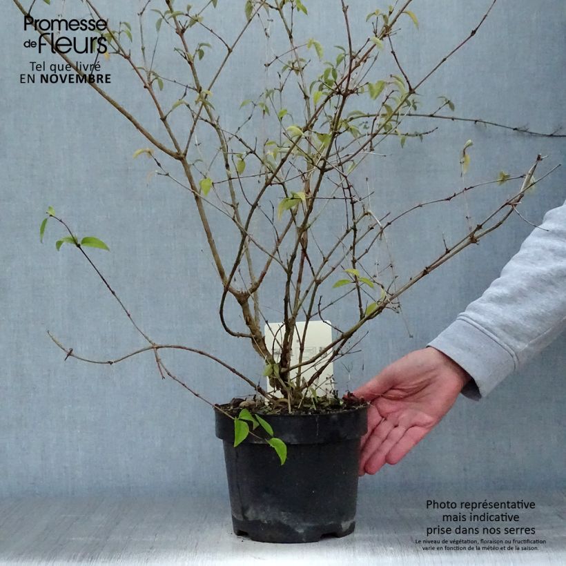 Exemplar von Deutzia monbeigii Pot de 2L/3L wie im Herbst geliefert