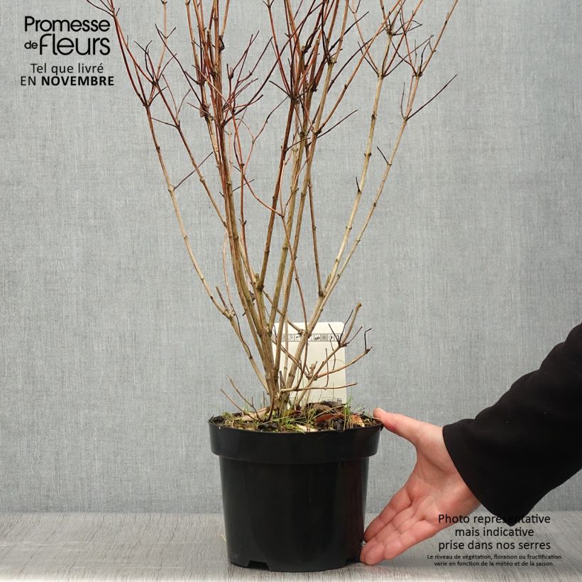 Exemplar von Deutzia pulchra Pot de 2L/3L wie im Herbst geliefert