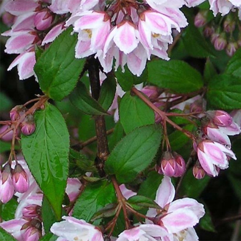 Deutzia purpurascens Kalmiiflora - Purpurrötliche Deutzie (Laub)