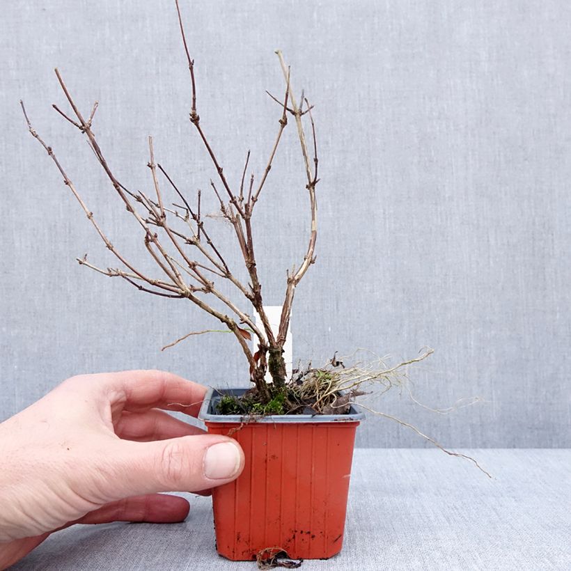 Exemplar von Deutzia lemoinei - Sternchenstrauch Kleine Töpfe von 8/9 cm wie im Winter geliefert