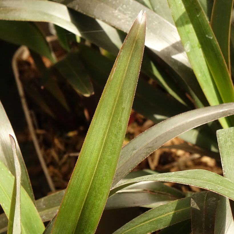 Dianella tasmanica Blaze - Blaue Flachslilie (Laub)