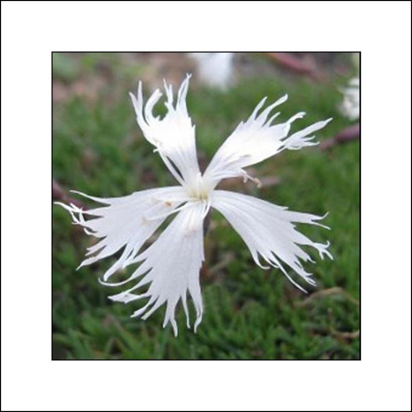 Nelke Berlin Snow - Dianthus squarrosa (Blüte)