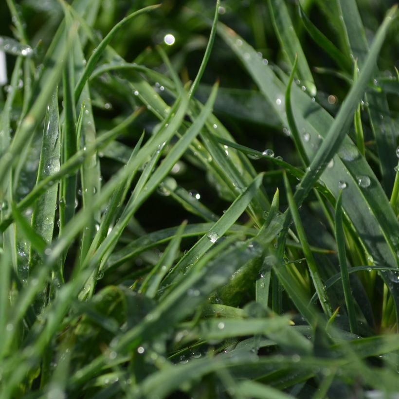 Karthäuser-Nelke - Dianthus carthusianorum (Laub)