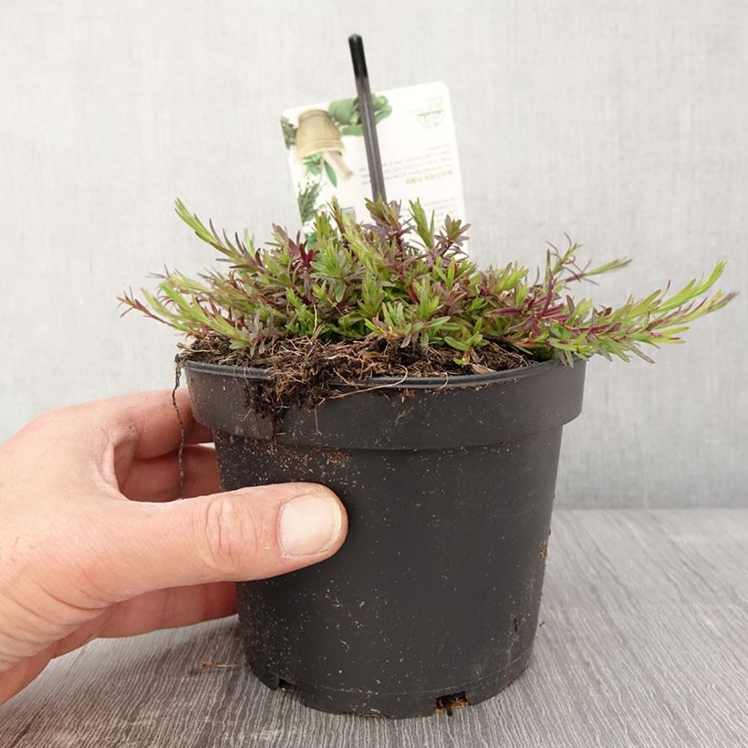 Exemplar von Heide-Nelke - Dianthus deltoides Topf mit 1,5L/2L wie im Frühjahr geliefert