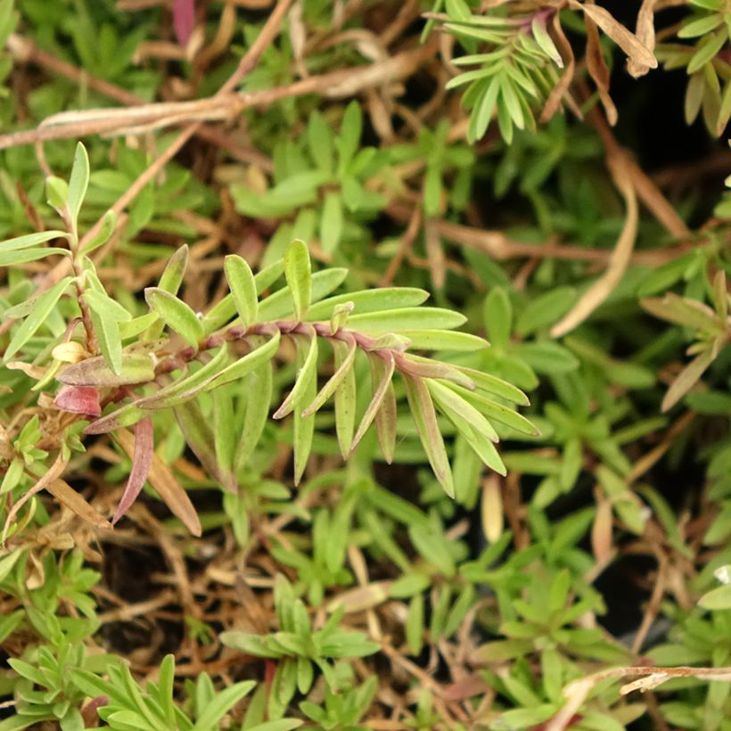 Heide-Nelke - Dianthus deltoides (Laub)