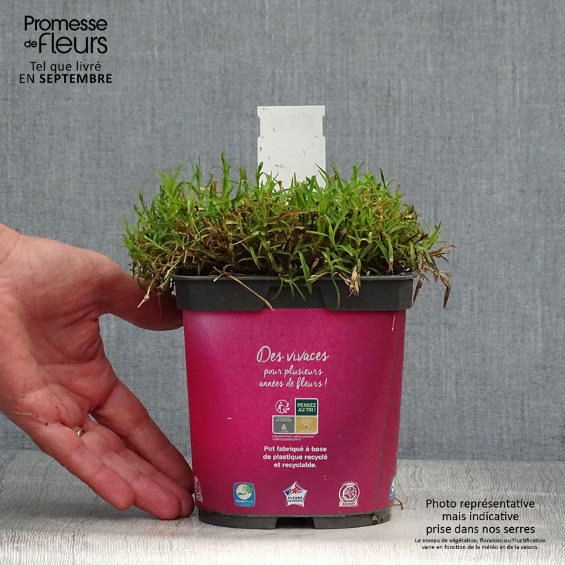 Exemplar von Dianthus gratianopolitanus Kahori - Œillet de pentecôte en pot de 2 litres wie im Herbst geliefert