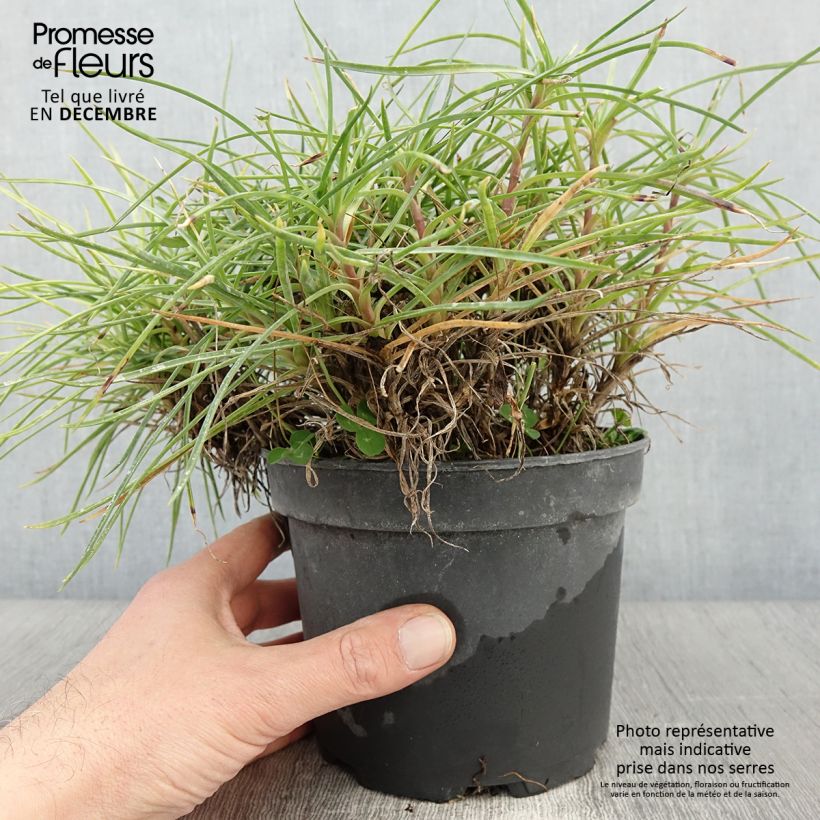 Exemplar von Feder-Nelke Cranmere Pool - Dianthus plumarius Topf mit 2L/3L wie im Herbst geliefert