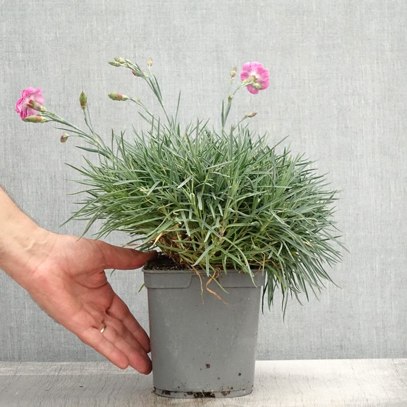 Exemplar von Dianthus plumarius Moulin Rouge (Pink Bicolour) - Oeillet mignardise Pot de 2L/3L wie im Herbst geliefert