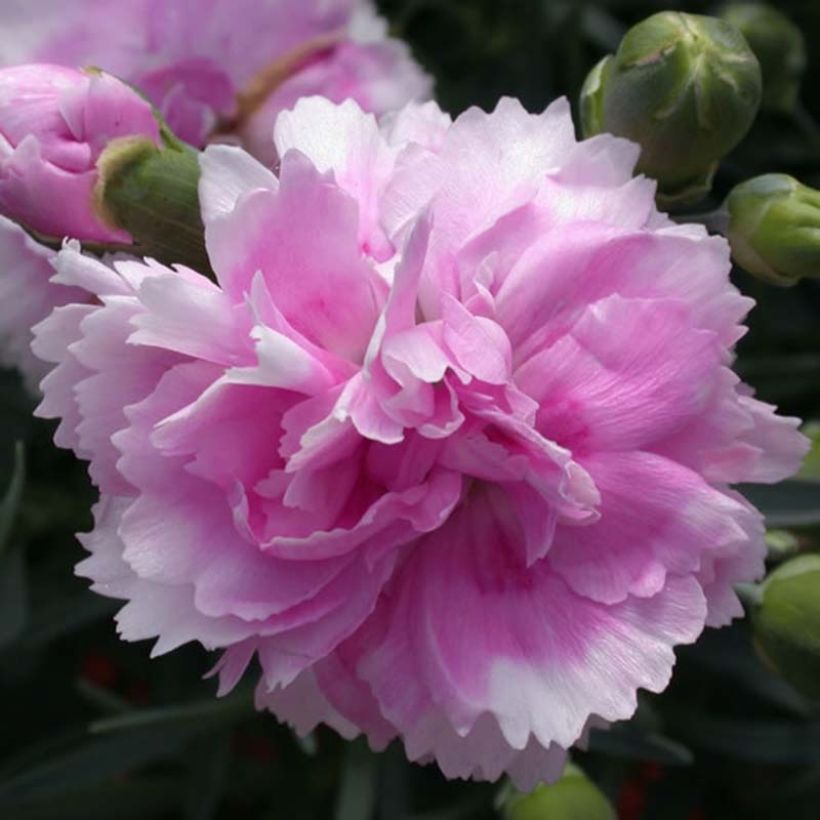 Feder-Nelke Scent First Iced Gem - Dianthus plumarius (Blüte)