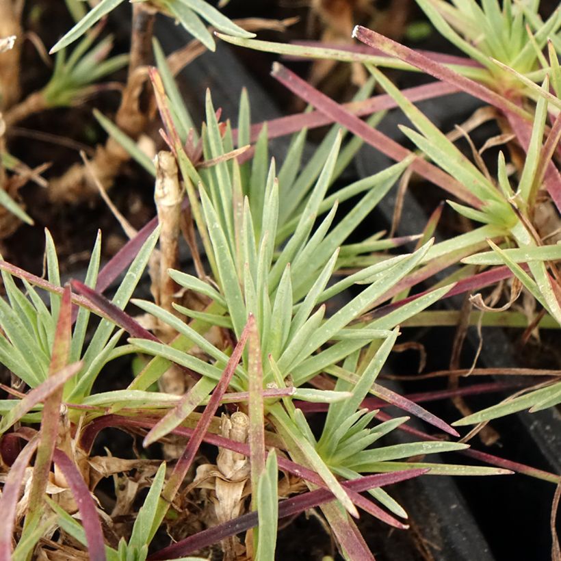 Feder-Nelke Scent First Iced Gem - Dianthus plumarius (Laub)